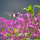 Volcano Hummingbird Talamanca