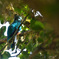 Resplendent Quetzal