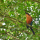 Rufous Motmot