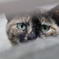 ねこ