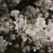 夜桜