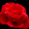 母が育てた赤い薔薇