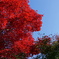 御岳山紅葉