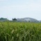 東松島の田園風景