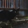 近所の黒猫