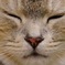 今日出会った猫（東京都）