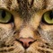 今日出会った二匹目の猫（東京都）