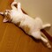 猫の開き