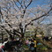 桜観賞