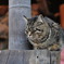 猫地蔵