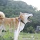 しーば 8000d