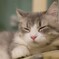 眠りネコ