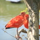 鳥　動物　静岡　