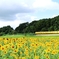 Yellowコラボ