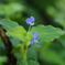 Asiatic dayflower