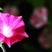 morning glory