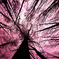 Cell