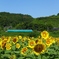 和歌山線とひまわり畑