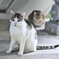 吾輩は猫である、ニャー # 213
