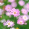 桜色のコスモス