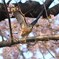 ツミ桜