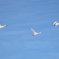 IMG_3768 (1)