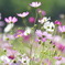 秋桜