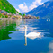 Hallstatt & Swan