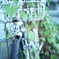 Bycycle's dream