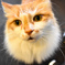 猫カフェにて