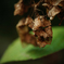 紫陽花　20