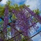 公園の藤