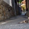 島のねこ