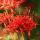 曼珠沙華