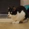 20180909_ここねこのねこ