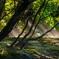 Morning light