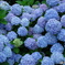 紫陽花