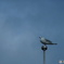 ユリカモメ