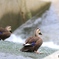 カモさん　家の近くにて２