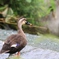 カモさん 家の近くにて