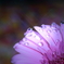 花と雫②