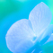 Flower Dream 