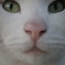 猫ちゃんアップ！
