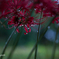 red spiderlily: