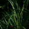 秋時雨