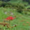 千葉県 大山千枚田