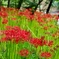 曼珠沙華