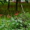 曼珠沙華