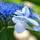 近所の花