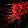 Lycoris radiata